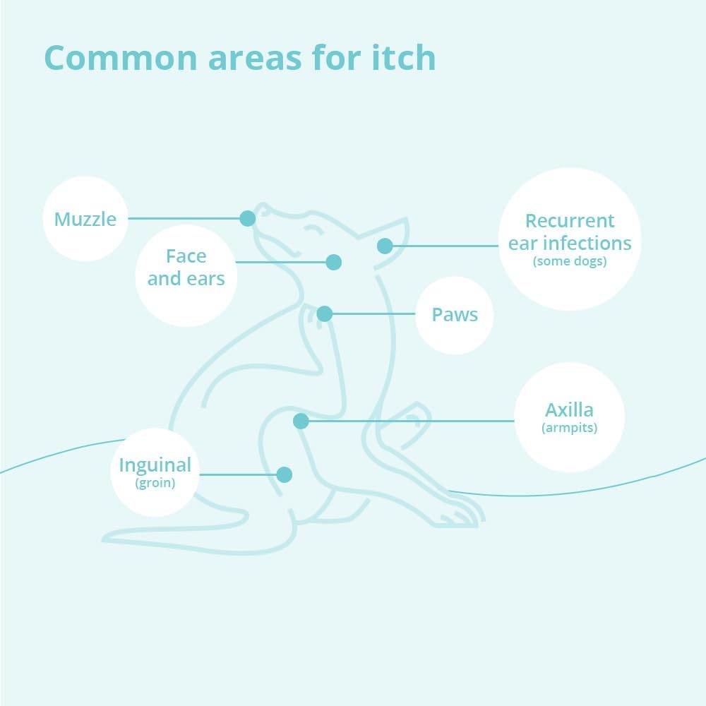 Shampoo for Dogs, Cats and Horses, 12 Ounce