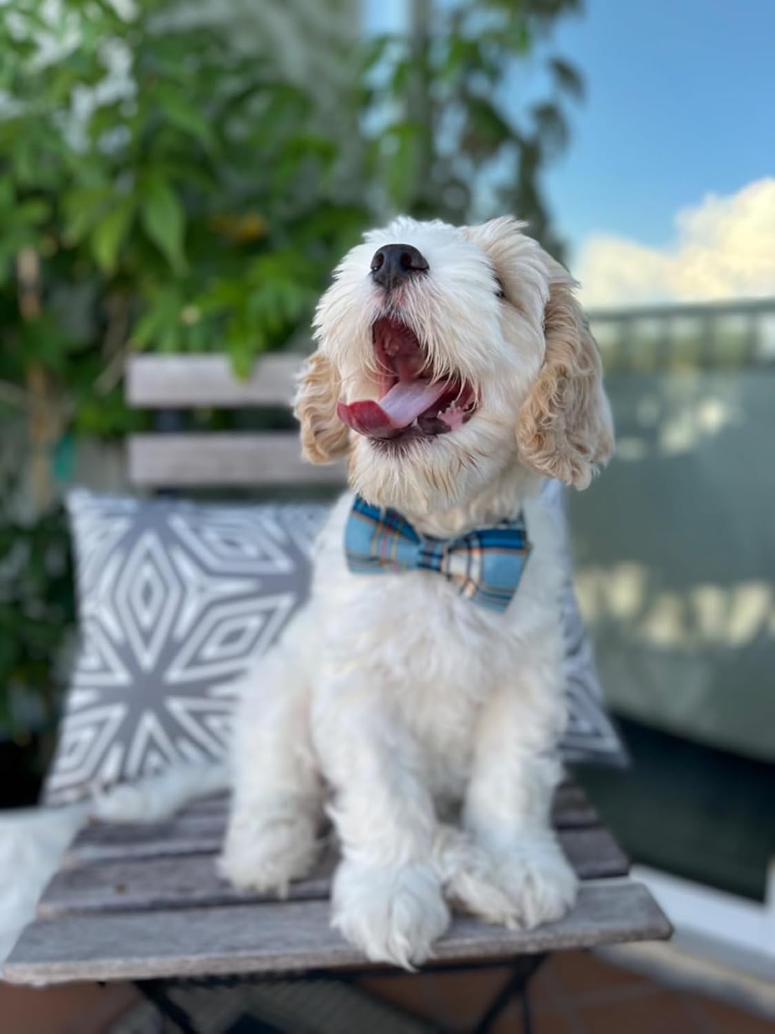 Lionet Paws Boy Dog Collar with Bowtie, Comfortable Adjustable Cute Blue Plaid Bow Tie Collar for Male Puppies and Cats Gift, XXS, Neck 7-11 inches