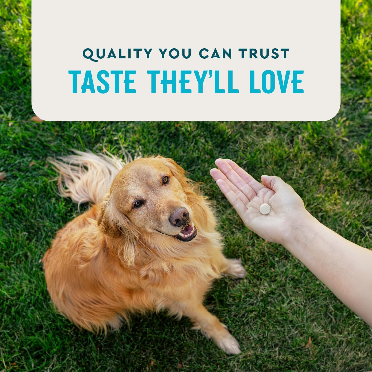 VetIQ Hip & Joint Health Supplement for Dogs, with Glucosamine, Chondroitin & MSM, Chewable Tablets for Dogs, Chicken Flavor, 60 Count