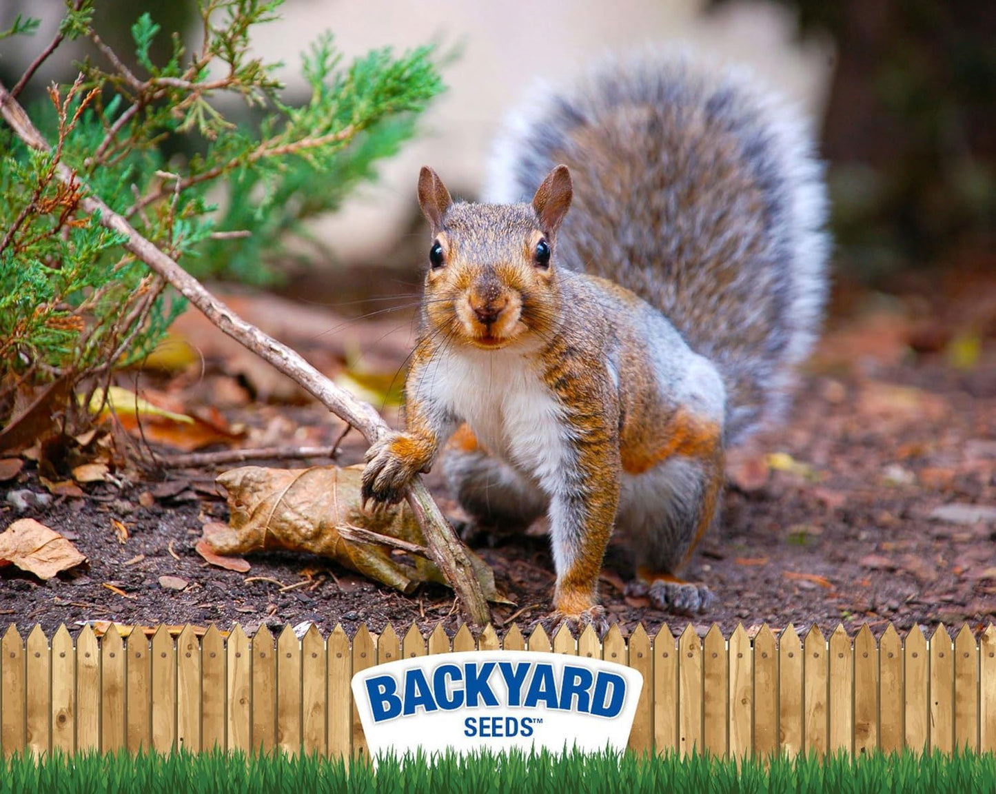 CountryMax Backyard Seeds Squirrel and Friends Wildlife Feed – 20 lb Non-GMO Mix for Squirrels, Deer, Birds, Rabbits, Chipmunks & More – All-Natural Backyard Animal Food