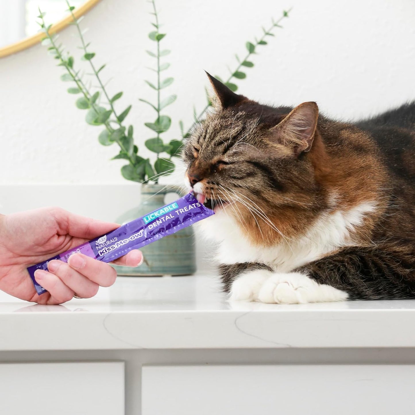 Ark Naturals Kiss Me-Ow Lickable Dental Cat Treats, Chicken Flavored, No Artificial Flavors, 2 Ounces (Pack of 6)