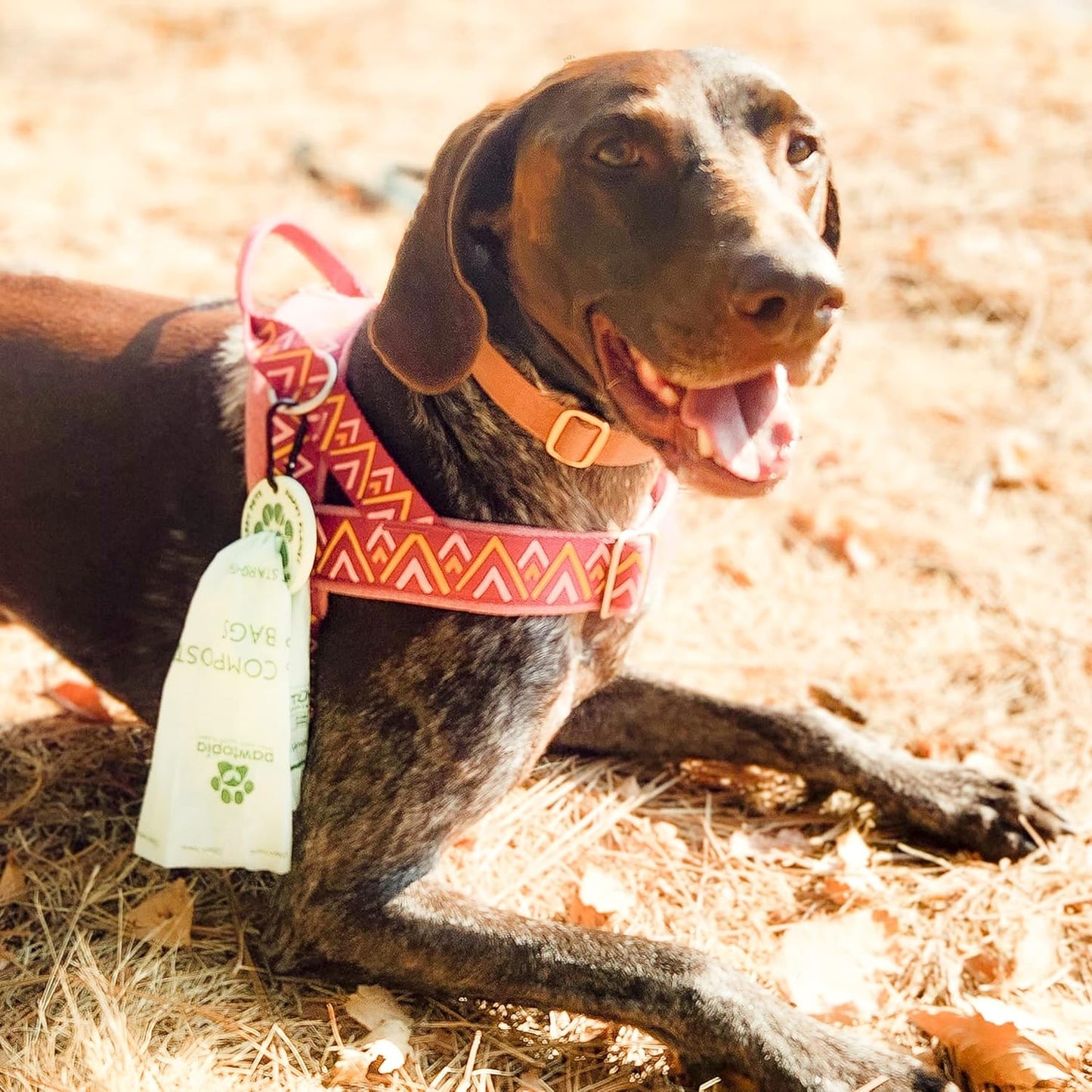 Certified Home Compostable Dog Poop Bags (60) + Pink Poop Bag Carrier, Biodegradable Poop Bags, Cat Litter, Vegetable Starches, Leakproof Dog Waste Bags, Easy to Open