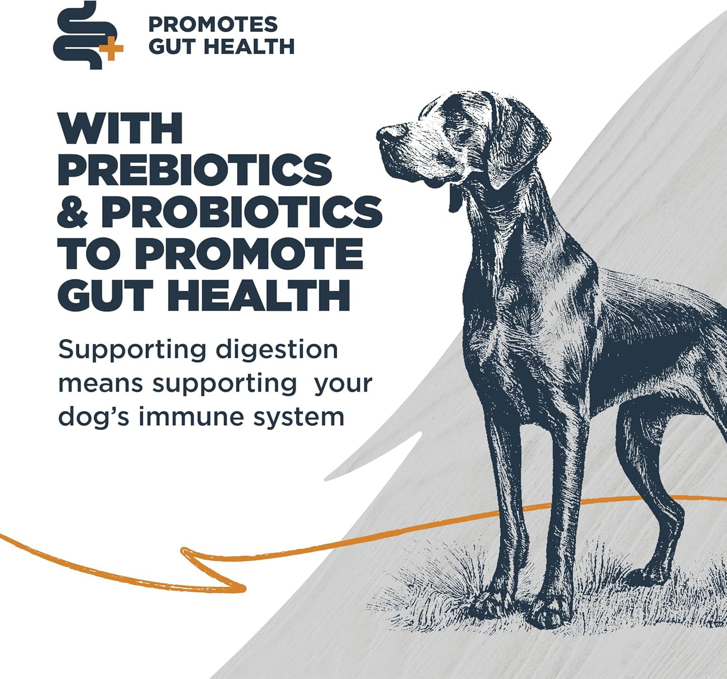 Blackwood Sensitive Skin & Stomach Dry Dog Food, Lamb Meal & Brown Rice with Ancient Grains, 24 Pound Bag with Prebiotics & Probiotics to Promote Gut Health