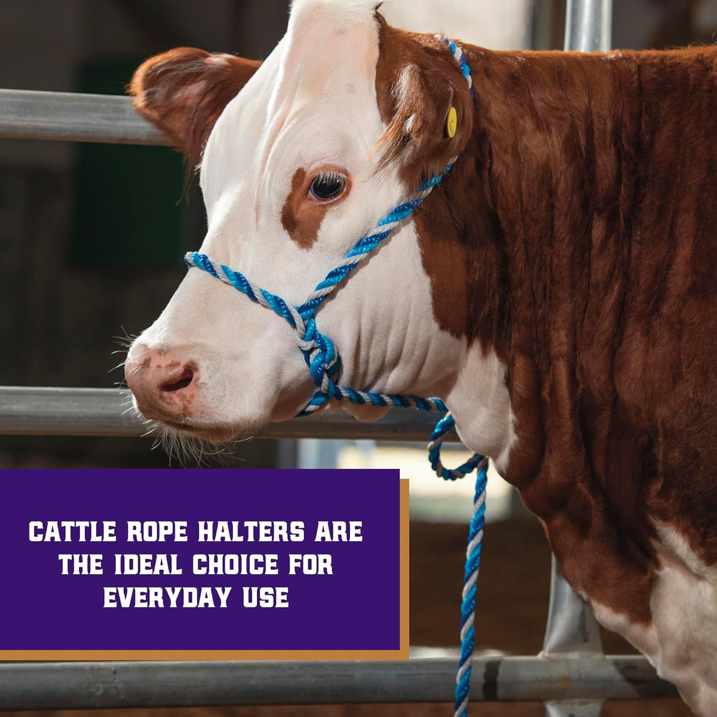 Weaver Leather Livestock Cattle Poly Rope Halter Dark Blue/Turquoise/Gray