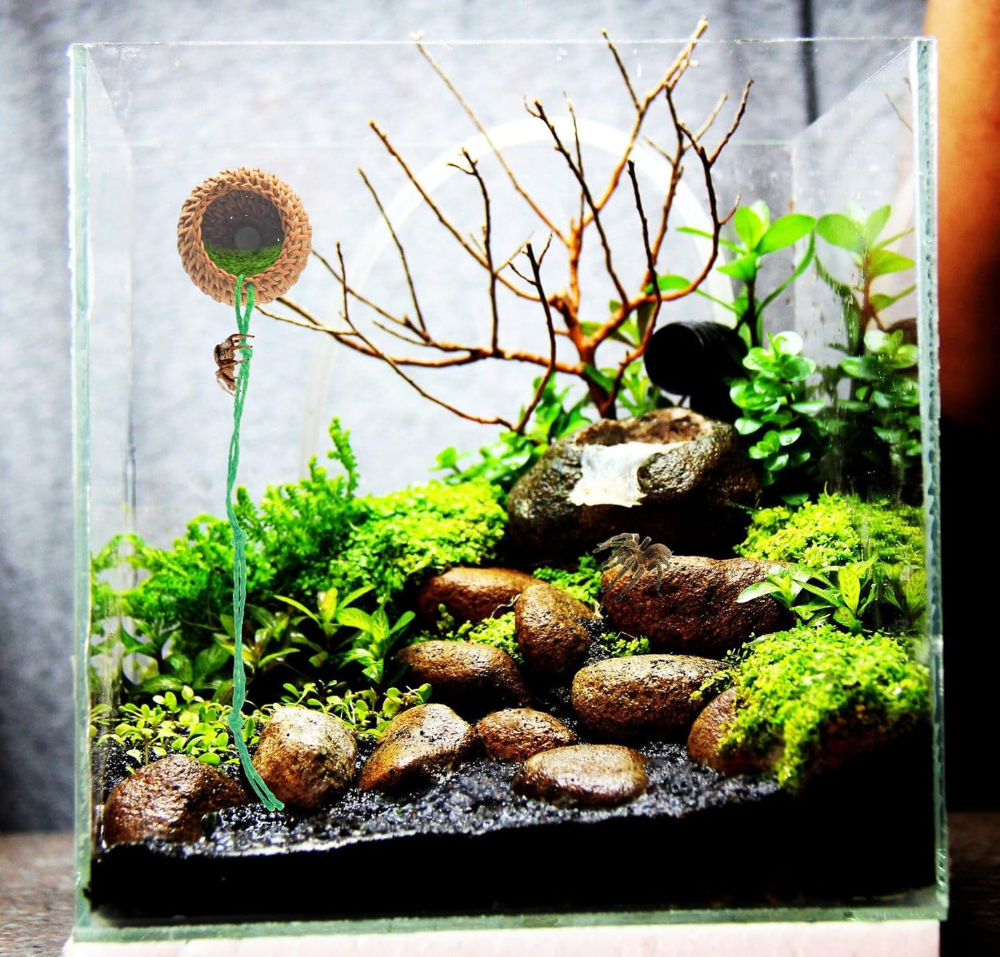 1 Pcs Jumping Spider Accessories,Shelter Made of Cane, Essential for Jumping Spider Hide, Enclosure, and Tarantula Enclosure Accessories