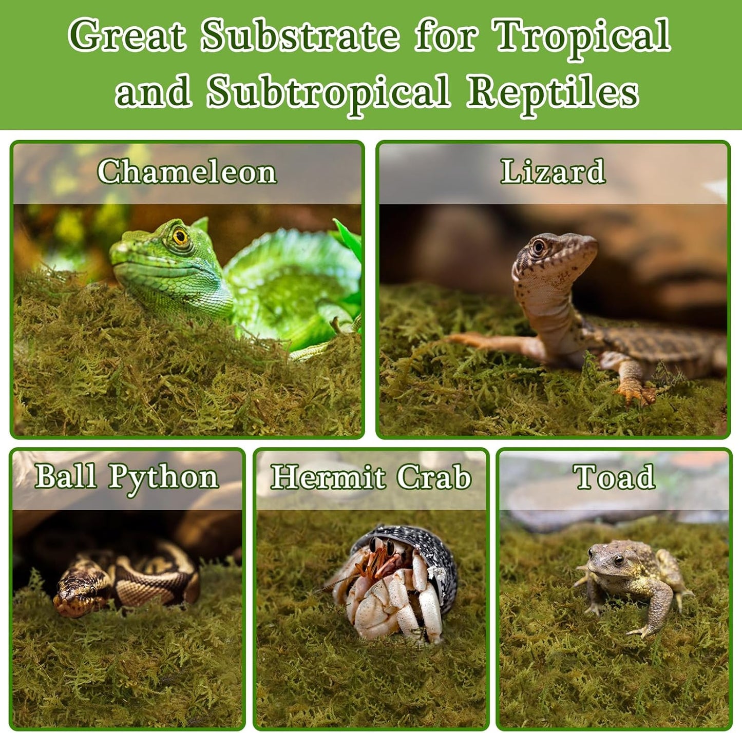 Halatool 12OZ Natural Sphagnum Moss for Reptiles- 18QT Green Live Moss for Terrarium Plants Long Fiber Reptile Moss for Leopard Gecko Snake Hamsters Tortoises Frogs Lizards Salamanders