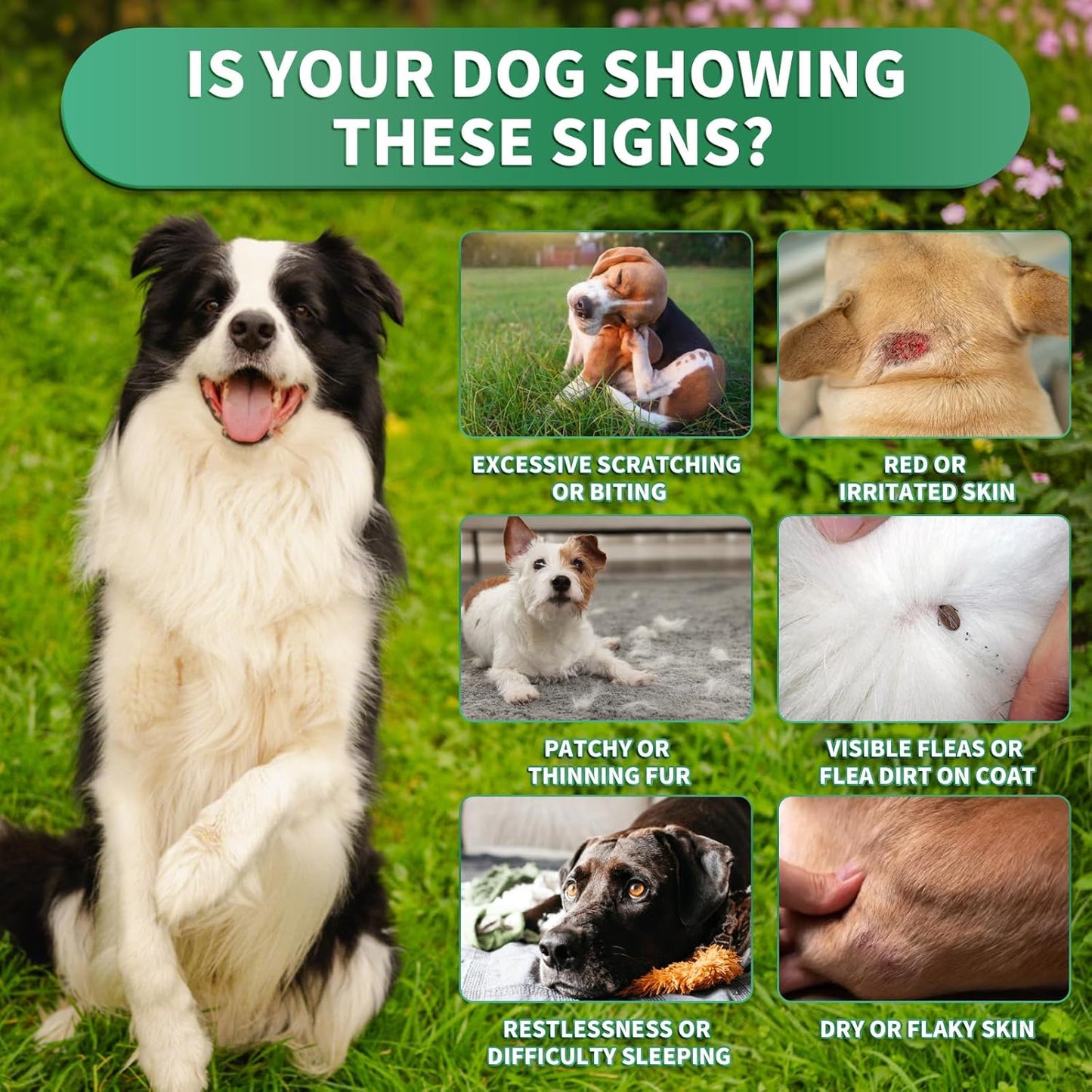 Flea and Tick Prevention for Dogs Chews – 200 Soft Chews, Dog Flea Chewables with Skin & Coat Support – Oral Supplement for All Breeds & Ages – Natural Duck Flavor