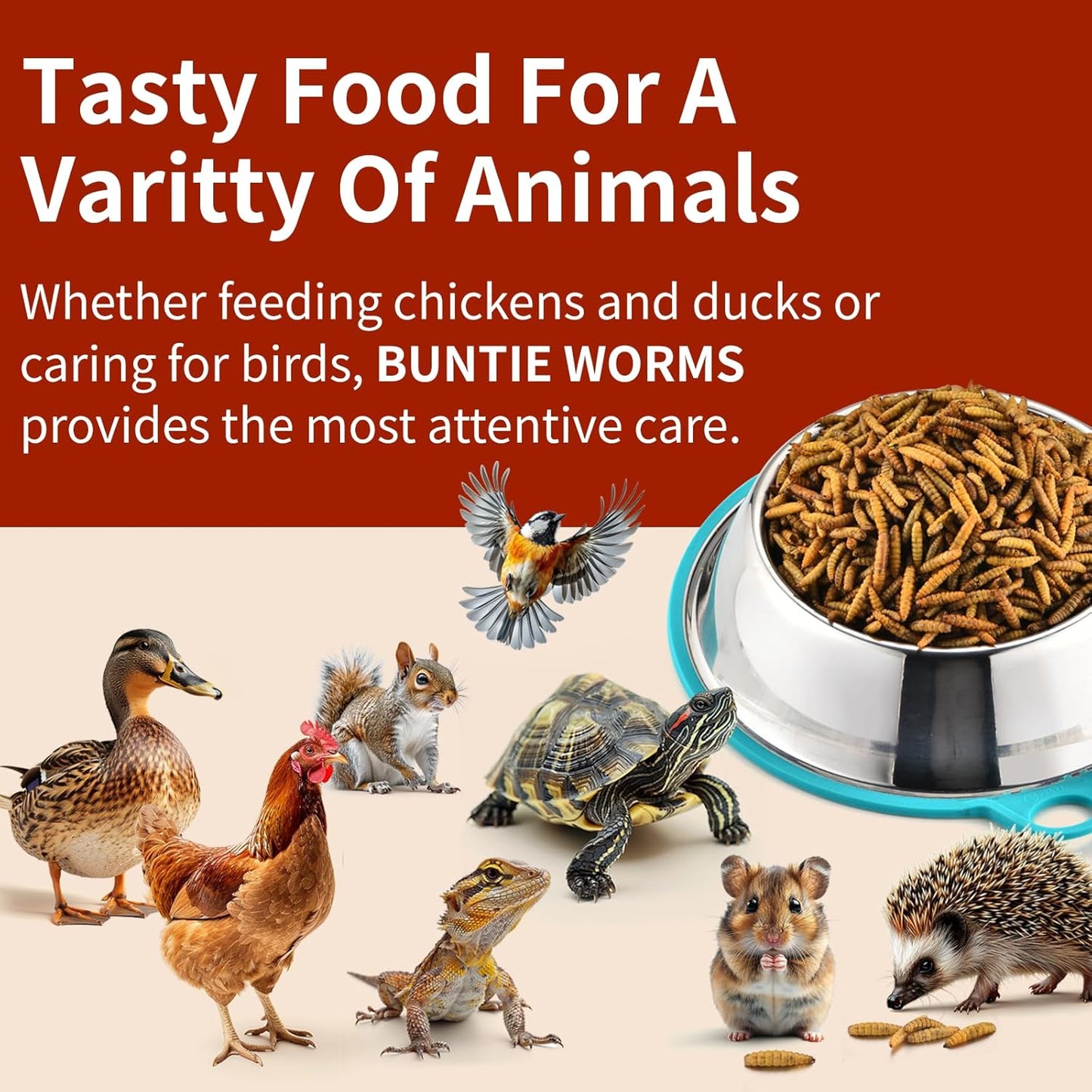 Dried Black Soldier Fly Larvae 10LB, 100% Natural Non-GMO, No Additives, Treat for Chickens, Reptiles and Birds, More Calcium Than Mealworms