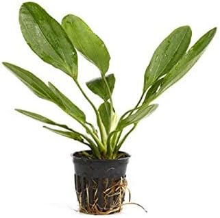 Potted Melon Sword - Beginner Tropical Live Aquarium Plant (Green, 5 Pack)