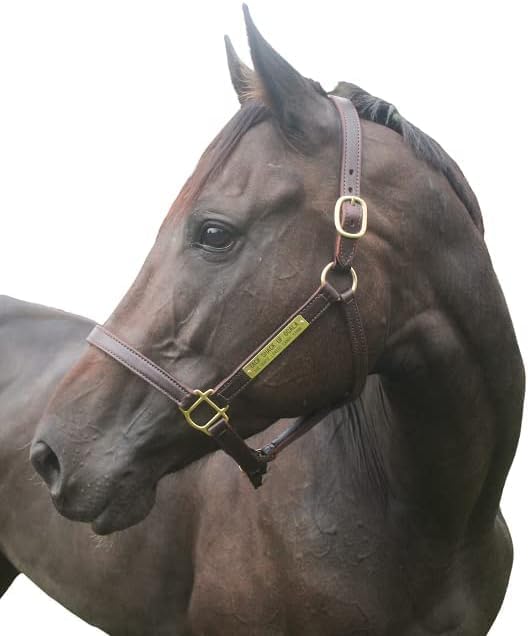 Turnout Leather Halter for Horses with Customized Engraved Name Plate | Brown Leather with Solid Brass Hardware | Fixed Chin, Double Buckle Crown