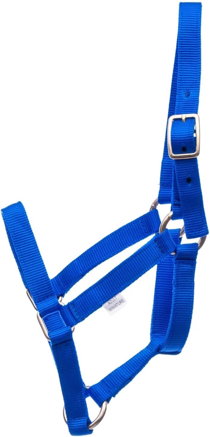 Jeffers Equine Mini Horse Halter – 3/4" Nylon Adjustable Halter for Miniature Horses, Ponies, Under 300 lbs – Heavy Duty Hardware, Secure Fit for Training, Turnout, Grooming, Travel – Royal Blue