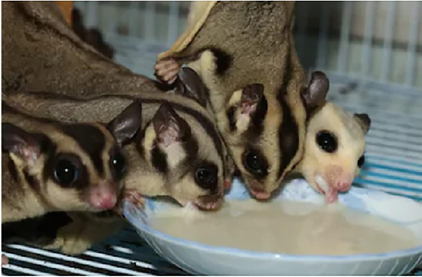 Exotic Nutrition Gliderade Nectar (1.5 lb.) - Vitamin-Enriched Healthy Nectar Supplement - Powdered Mix - Provides Necessary Carbohydrates for Sugar Gliders