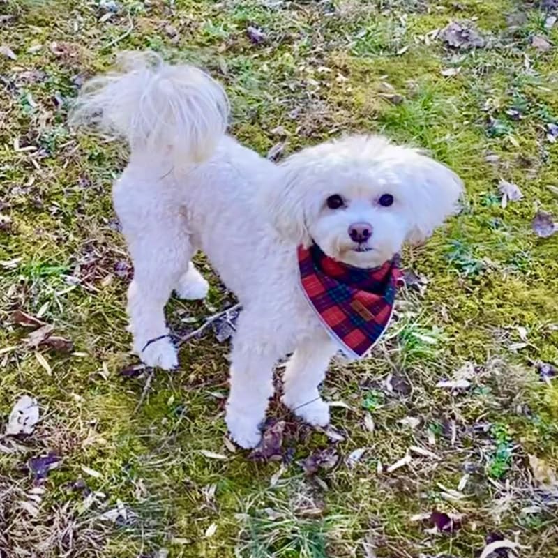 Lionet Paws Dog Bandana for Small Medium Large Dogs, Cat Dogs Kerchief Triangle Bibs Scarf for Girl or Boy