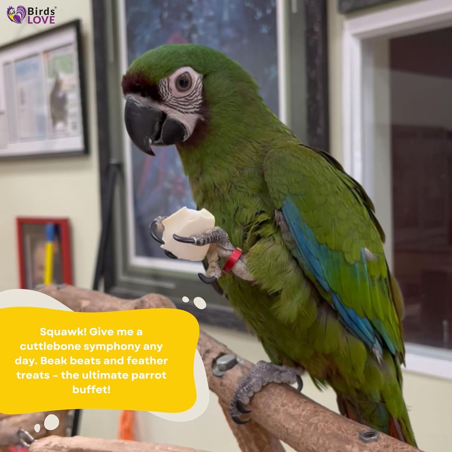 Birds LOVE Natural Cuttlebone – Premium Calcium & Trace Mineral Supplement for Tortoises, Snails, Parakeets, Cockatiels, and All Birds - 6 Pack of 7.5 to 8"