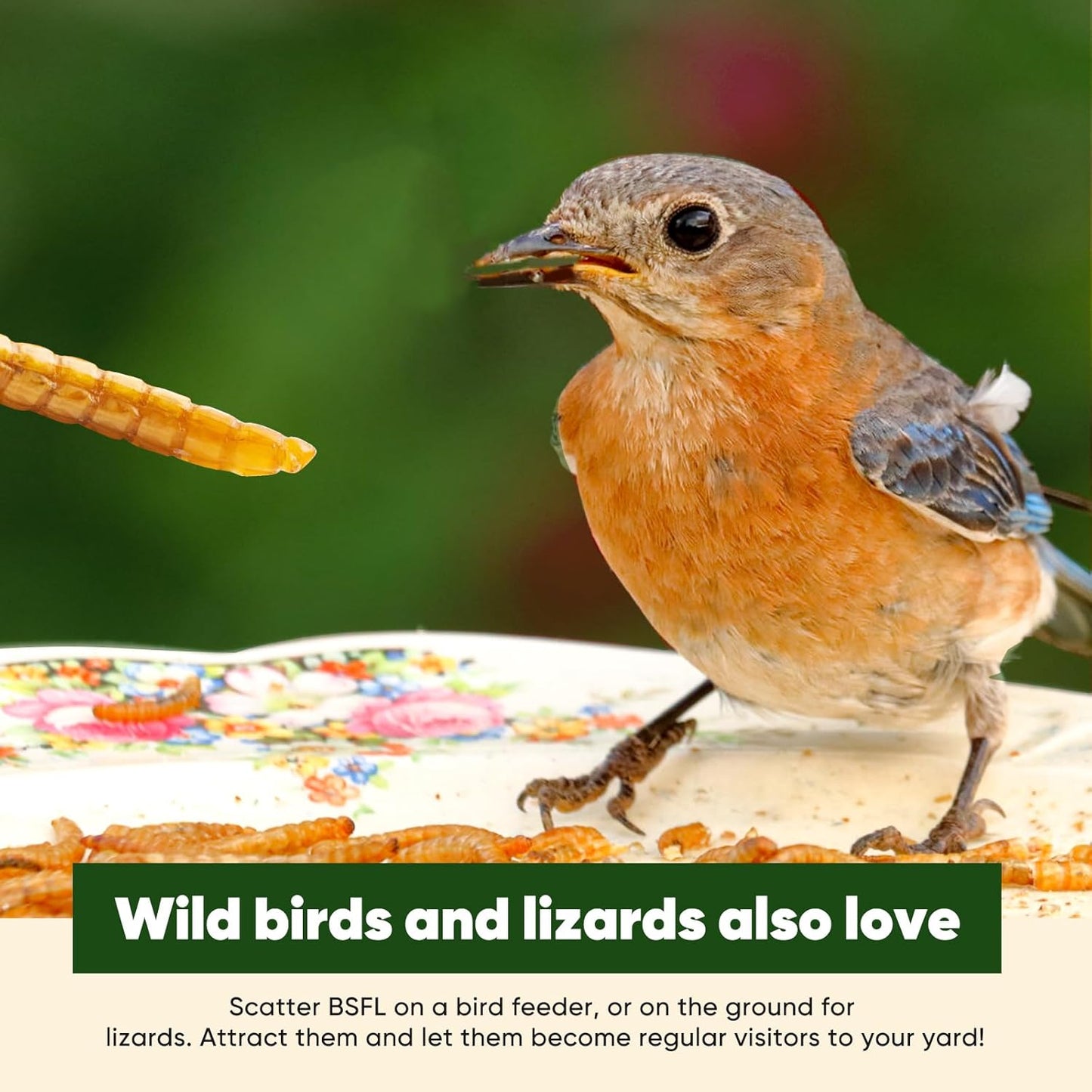 10LB Dried Black Soldier Fly Larvae for Chickens, High Protein Chicken Feed Superior to Meal Worms for Wild Birds & Chicken Treats for Laying Hens