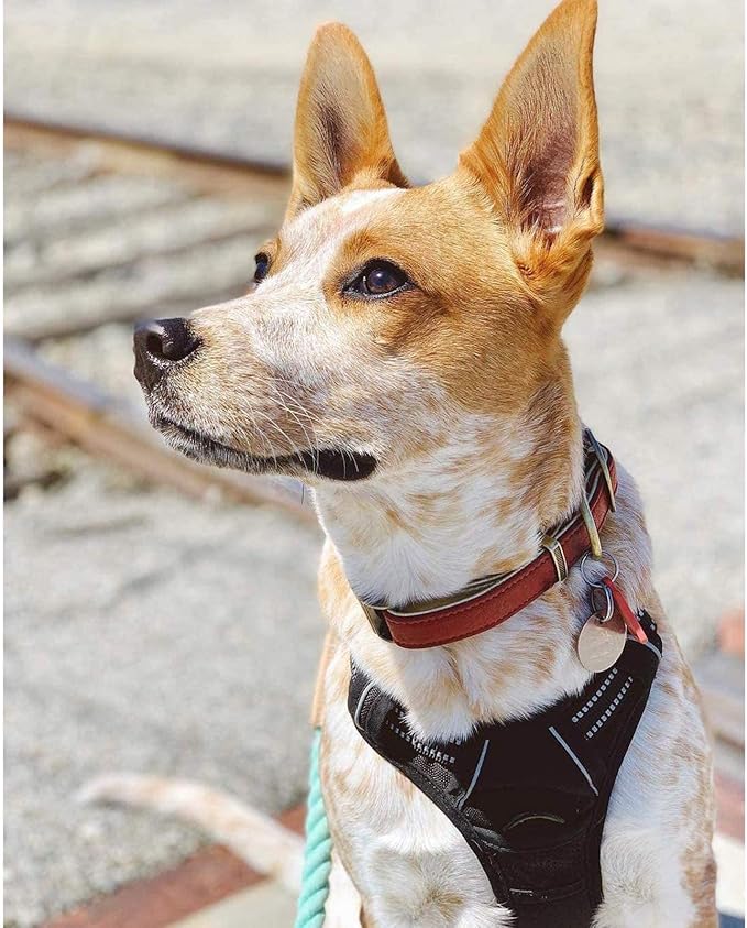 rabbitgoo Dog Harness No Pull with 2 Leash Clips, Adjustable Soft Padded, Reflective Oxford No Choke Pet Vest with Easy Control Handle for Medium Sized Dogs, Black, M