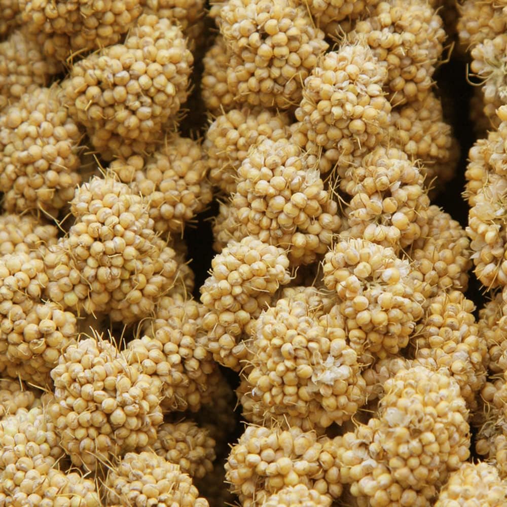 Jmxu's 2LB Spray Millet Treat for Birds Parakeets, Natural Sun-Dried Birds Millet for Cockatiel, Finches, Parrots, Hamster