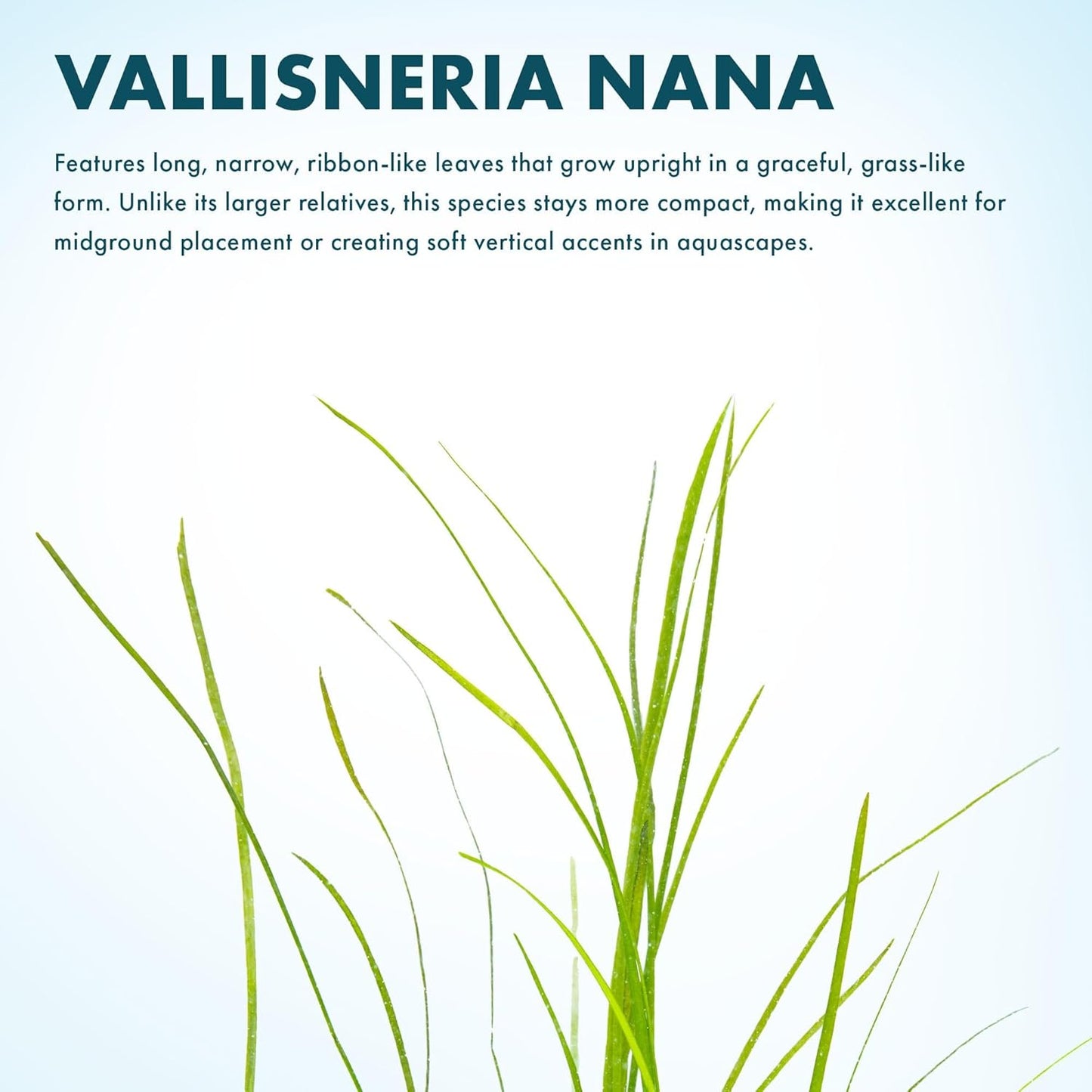 SubstrateSource Live Plant - Tall Grass, Vallisneria Nana - Easy Care, Low to Moderage Light, Bright Green Accent, Freshwater Aquatic Plant for Aquascaping - Lead Bunch