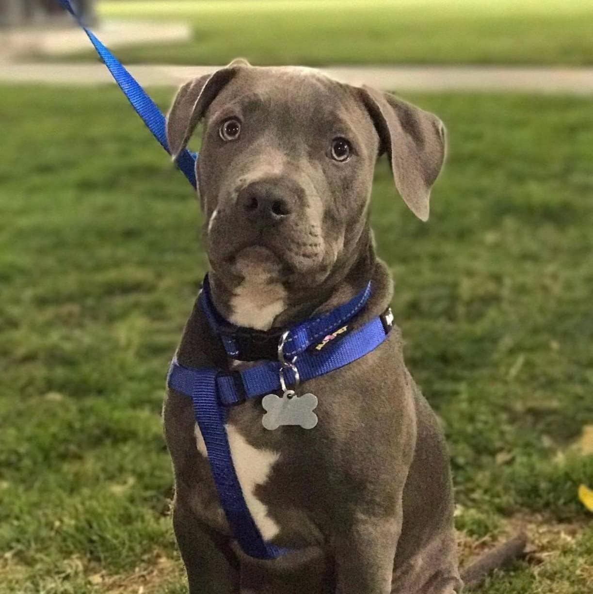 PUPTECK No Pull Dog Harness Soft Adjustable Basic Nylon Step in Puppy Vest Outdoor Walking with ID Tag X-Small