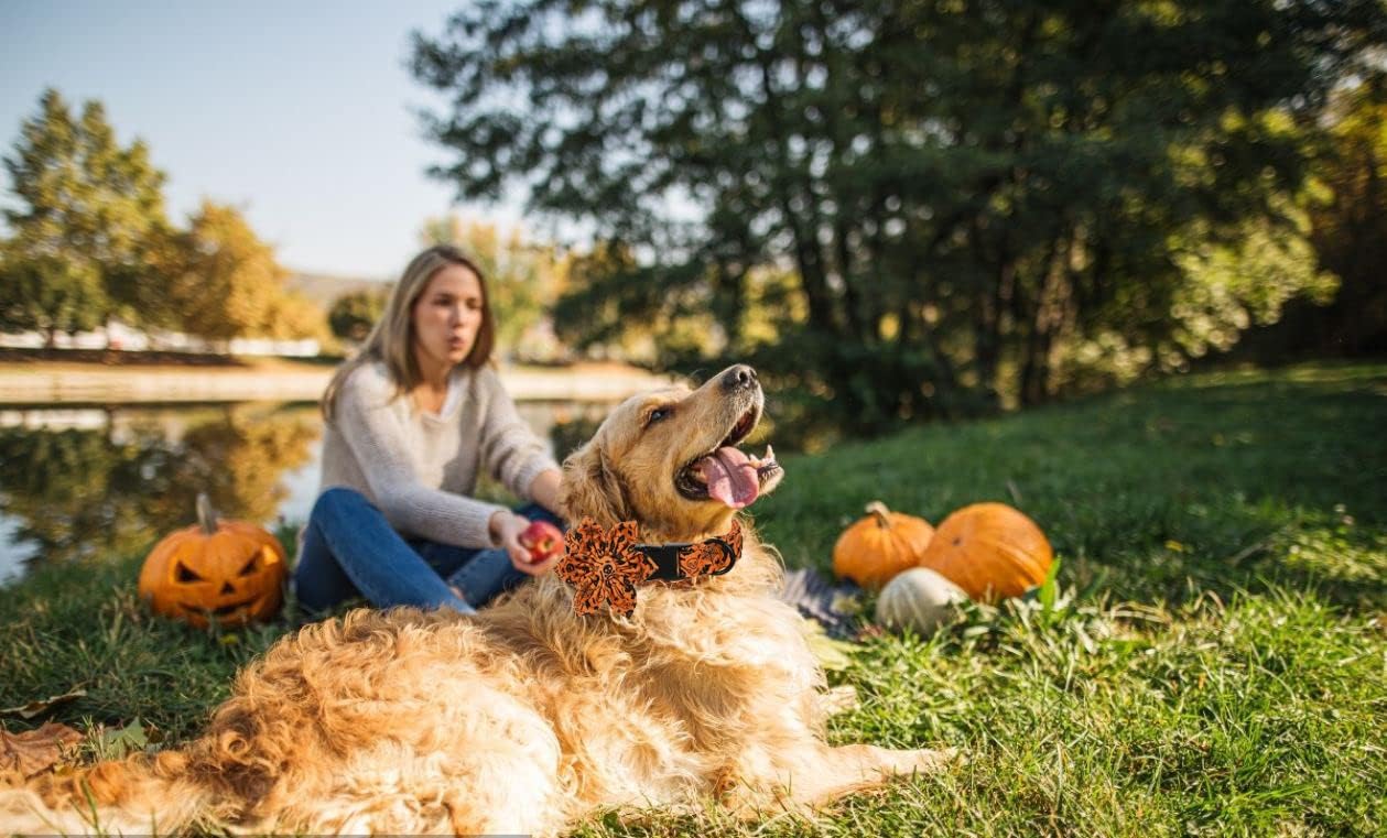 Lionet Paws Dog Collar with Flower - Cute Cotton Adjustable Flower Dog Cat Collar with Metal Buckle for Puppy Girl Gift, XS, Neck 8-12in