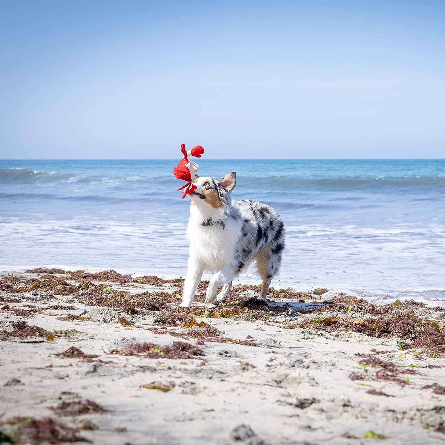 Hyper Pet Doggie Pal Interactive Dog Toys (Dog Toy that Wiggles, Vibrates, and Barks Plush Toys for Boredom and Stimulating Play)