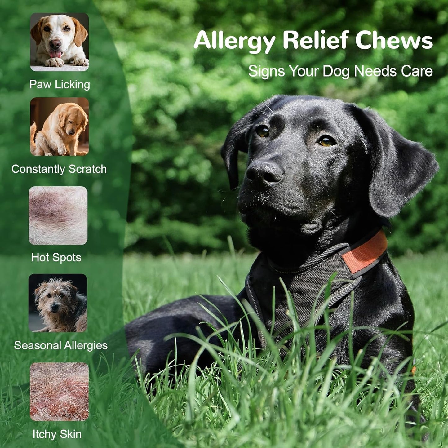 Dog Allergy Chews, Dog Itch Relief Chews for Paw Licking Itchy Skin Seasonal Allergies, Probiotics with Omega-3 Turmeric Astragalus for Large Dogs Coat Immune Supplement-90ct