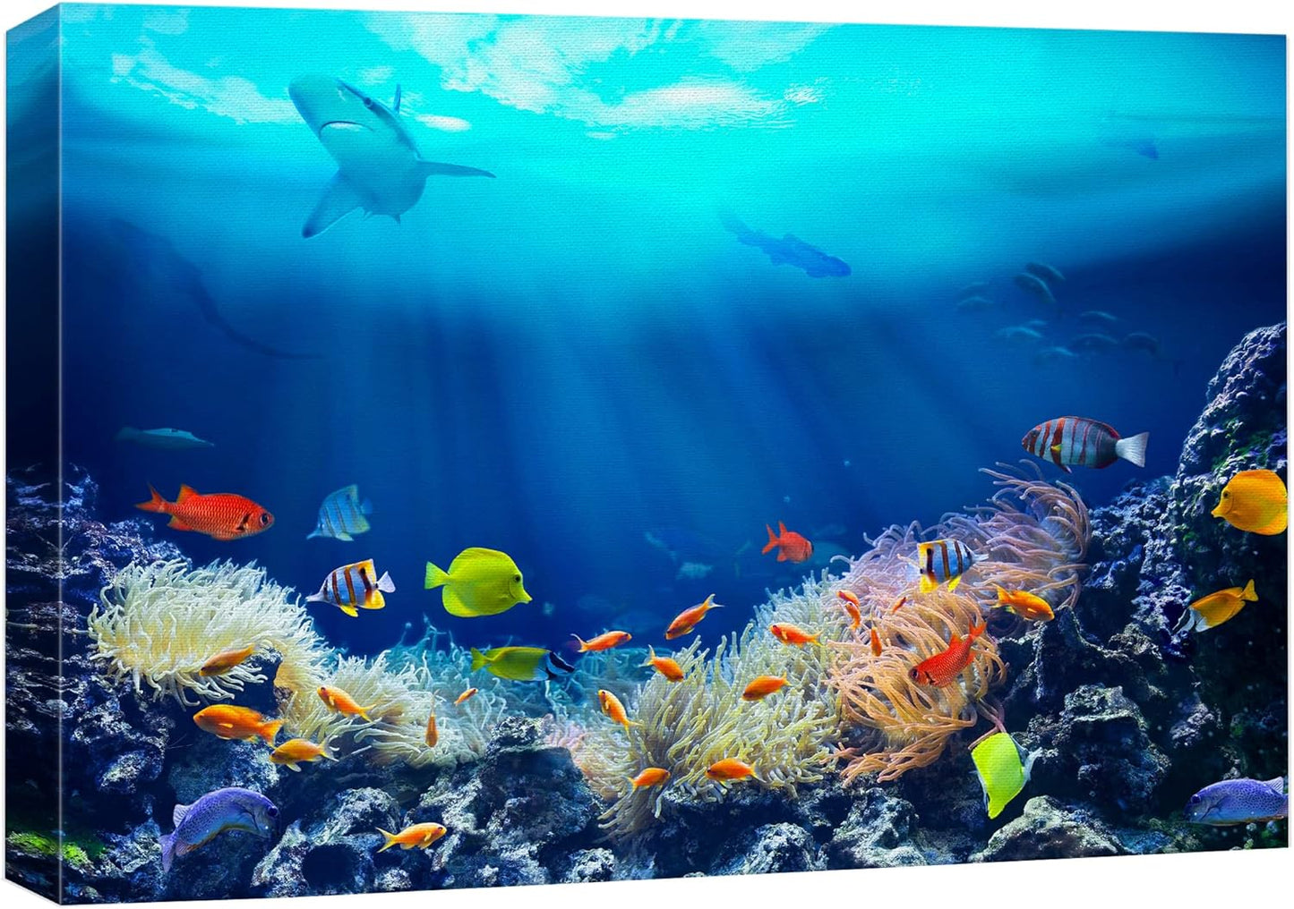 wall26 Canvas Print Wall Art Shining Sunlight Coral Reef Shark & Fish Nature Animals Photography Realism Rustic Scenic Landscape Wilderness Earth Colorful for Living Room, Bedroom, Office - 16"x24"