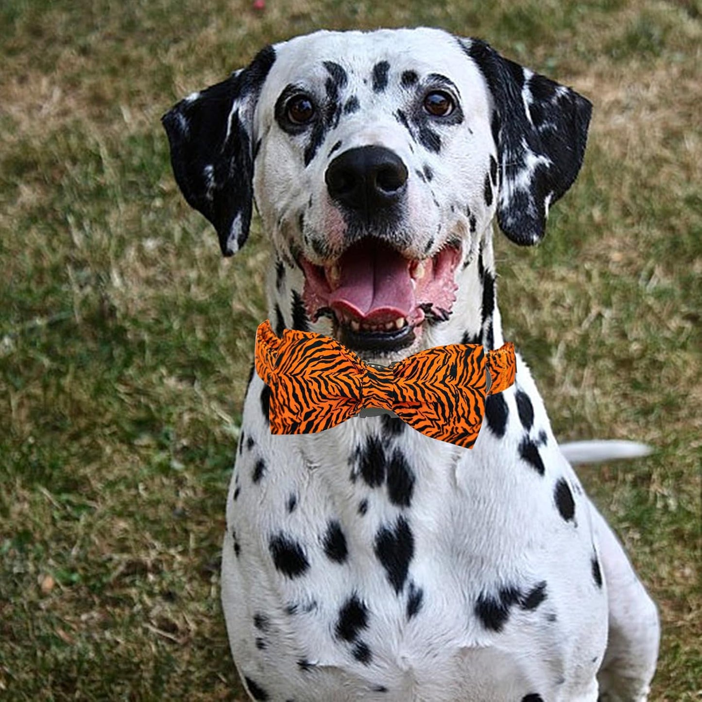 Elegant Little Tail Tiger Print X-Small Puppy Dog Collar, Cotton, Buckle Closure, Distinctive Design