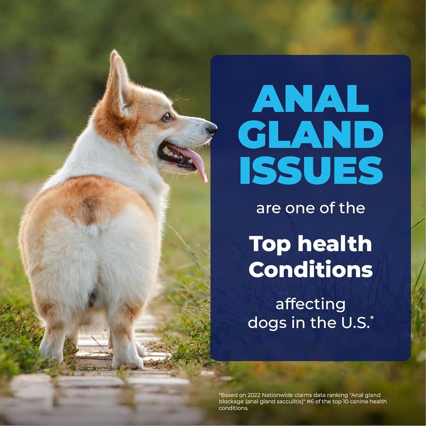 Vetnique Glandex Medicated Dog Butt Wipes or Spray for Dog Scooting - Topical Anti Itch Skin Relief for Soothing Inflamed Anal Glands in Dogs & Cats - Fast Acting Formula (4oz Spray)