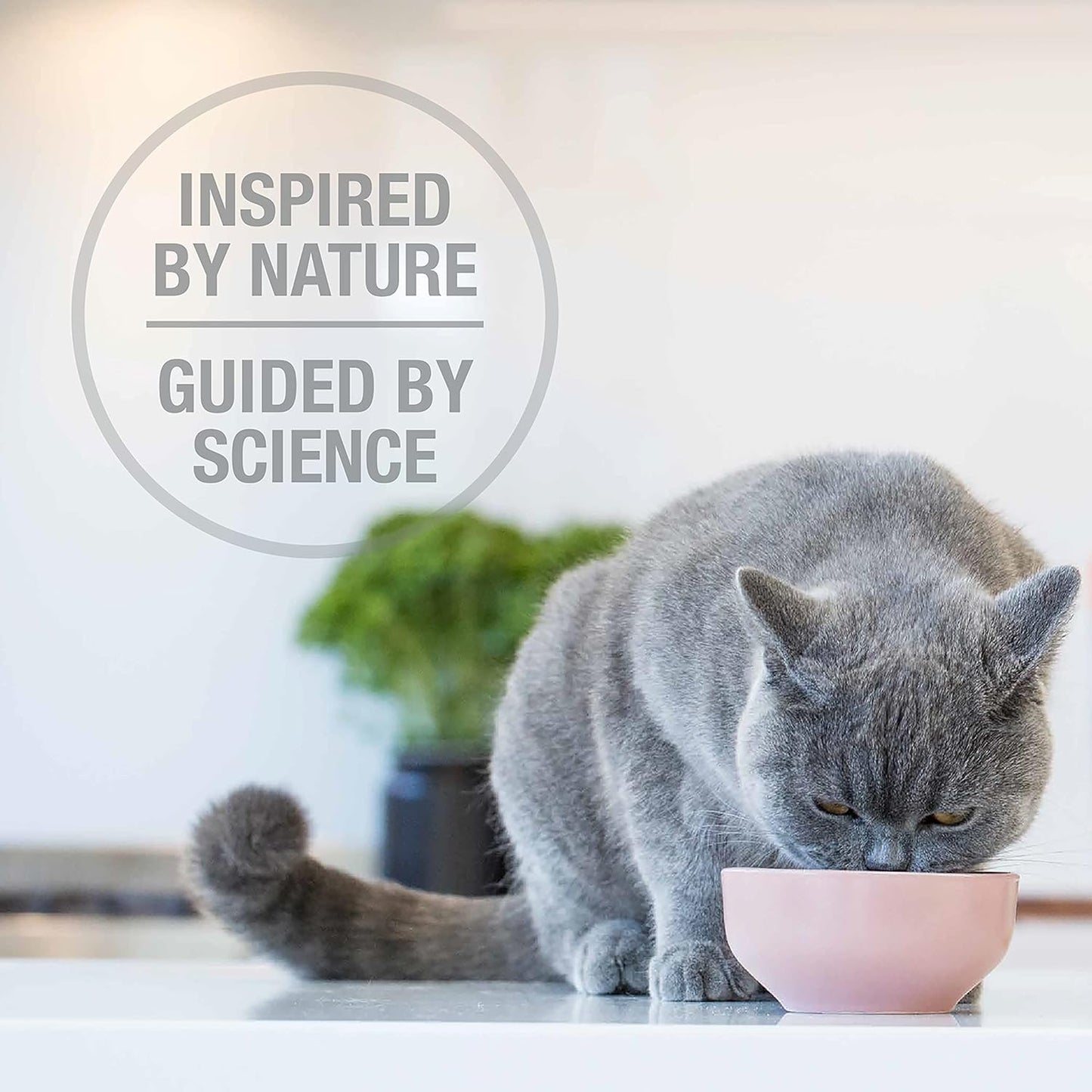 Feline Natural High Protein Dry Cat Food, Freeze-Dried Diet with 98% Meat, Organs & Seafood, No Peas, Grains, or Artificial Additives, Made in New Zealand, Lamb & King Salmon, 3.5oz