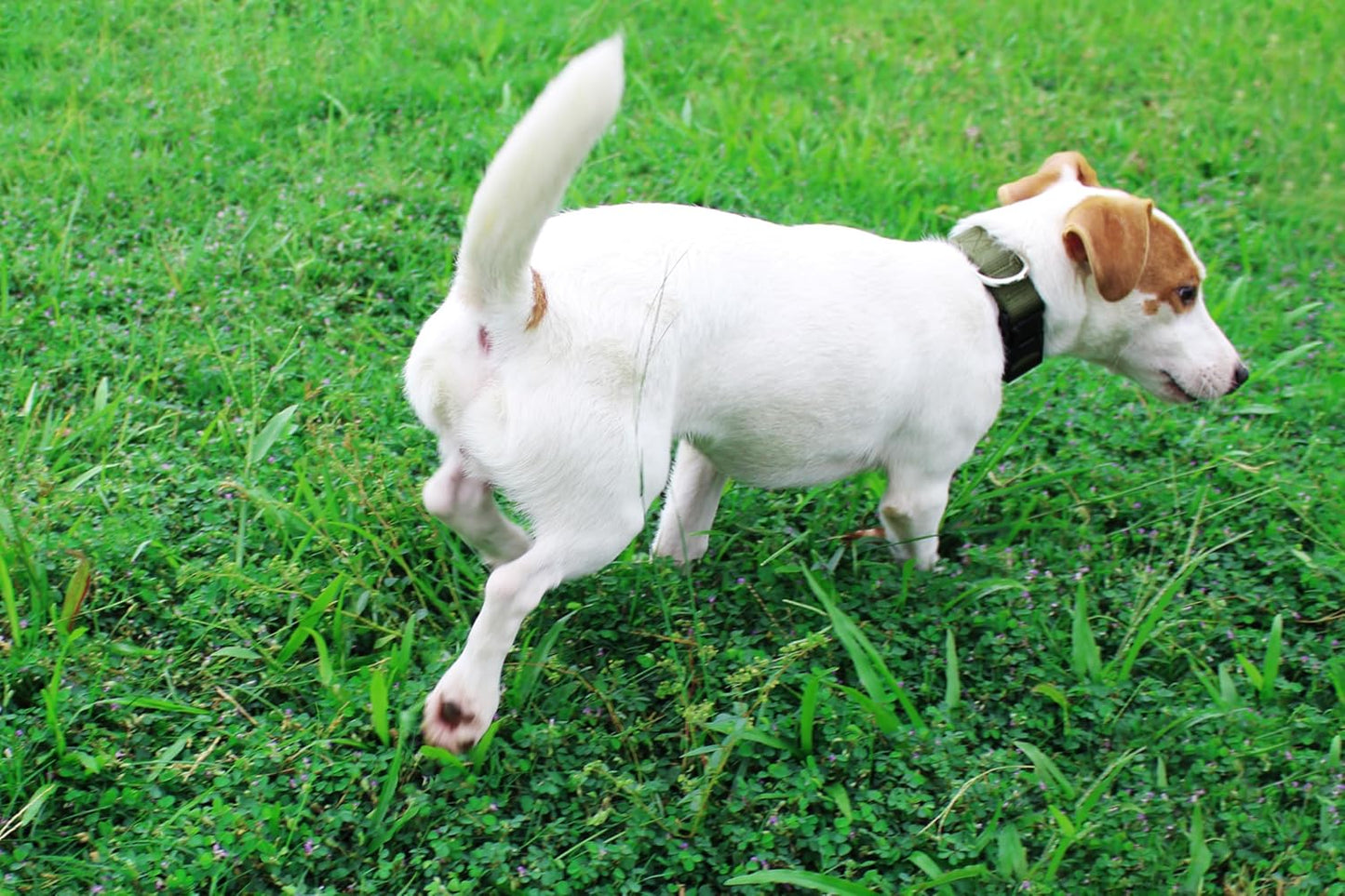 Mikivery Nylon Dog Collar with Quick Release Buckle Soft Adjustable Sturdy for Small Medium Large Dogs Military Green,M