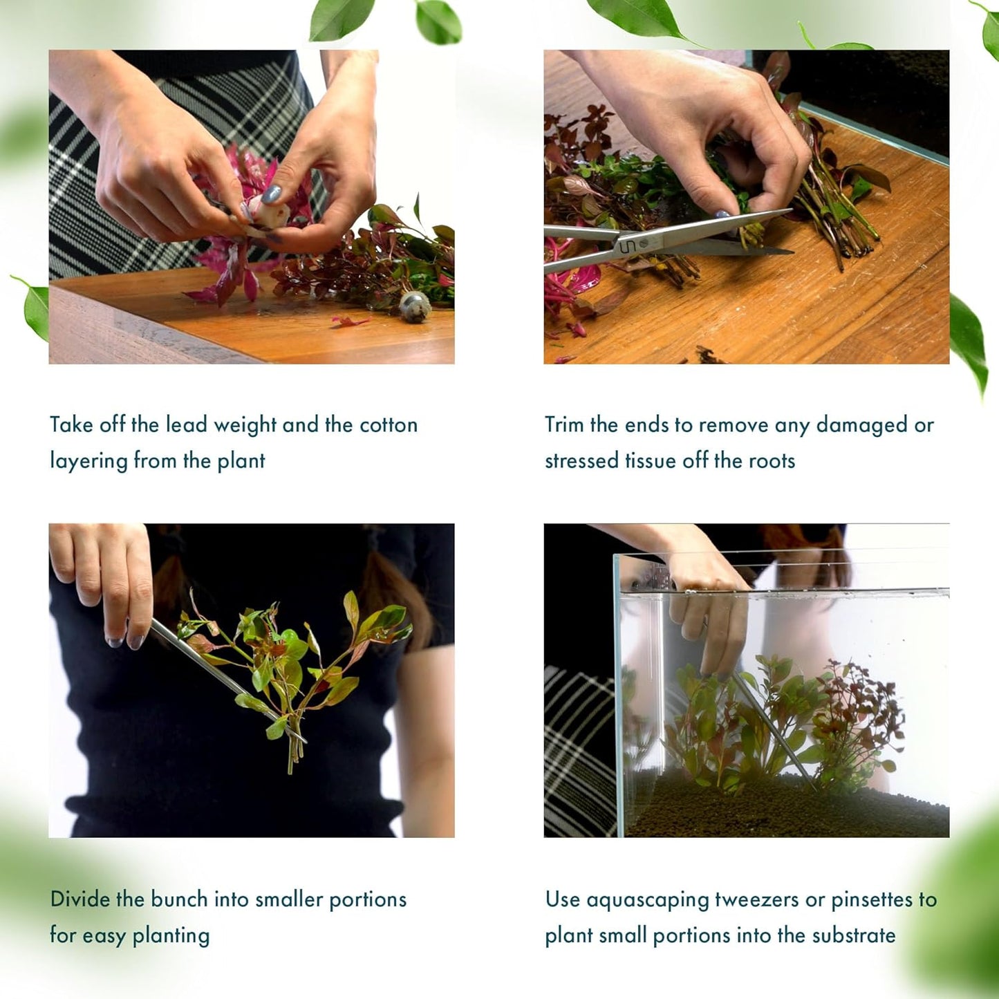 SubstrateSource Live Plant - Tall Grass, Vallisneria Americana - Easy Care, Moderate to High Light, Bright Green Accent, Freshwater Aquatic Plant for Aquascaping - Lead Bunch