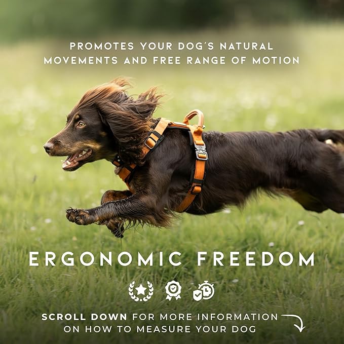 MADE TO ROAM Premium Explorer Harness - Y-Shaped Dog Harness with Adjustable Durable Nylon, Soft Padding, Metal Buckles and Leather Handle for Small, Medium, Large Dogs (Alaska Daybreak, Size 2)