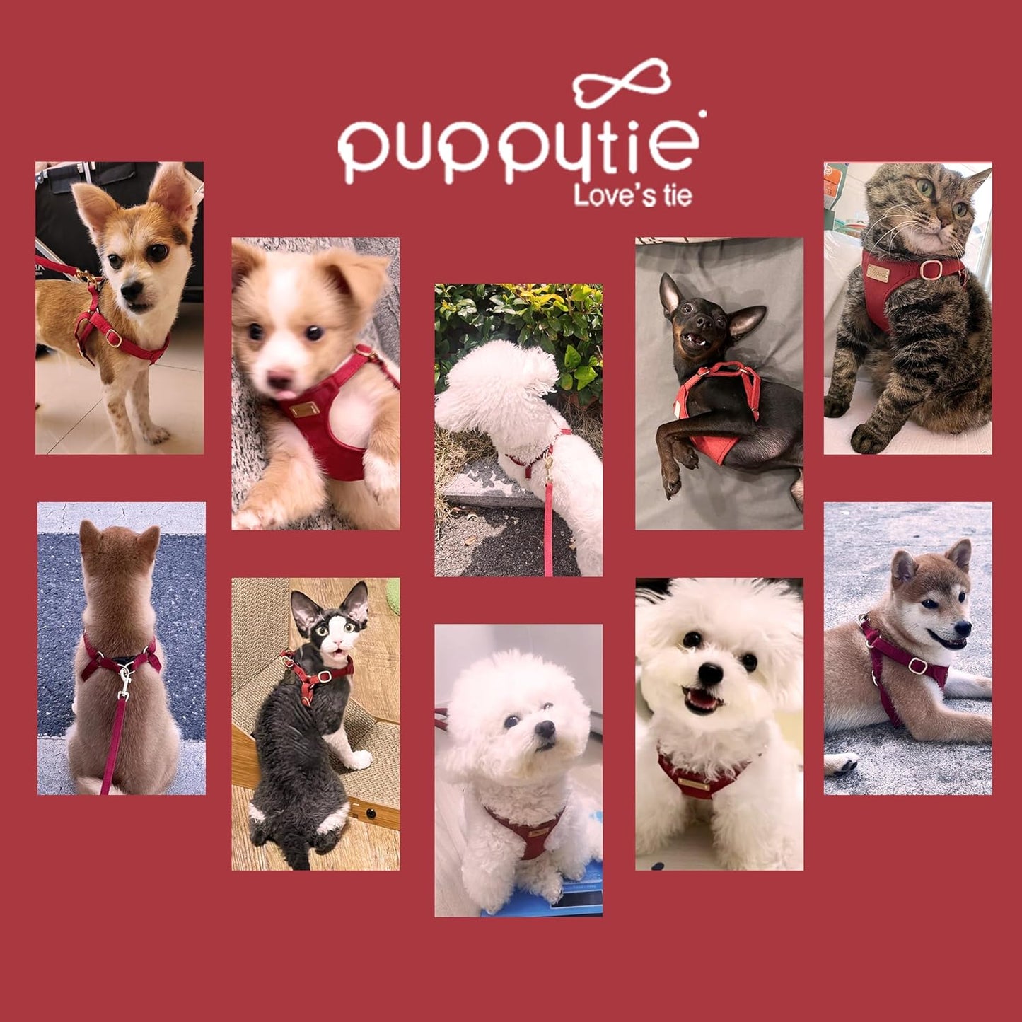 Puppytie No Pull Small Dog Harness with Multifunction Dog Leash,Lightweight Soft Adjustable No Choke Escape Proof Pet Harness Vest Pet Harness Vest,red Hawthorn,S