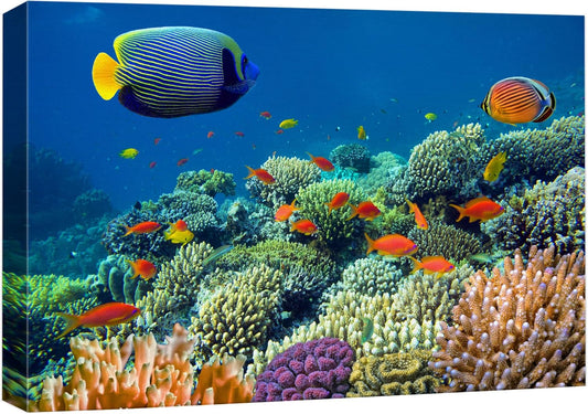 wall26 Canvas Print Wall Art Tropical Underwater Sea Coral Reef Fish Nature Animals Photography Realism Rustic Scenic Landscape Wilderness Earth Colorful for Living Room, Bedroom, Office - 16"x24"