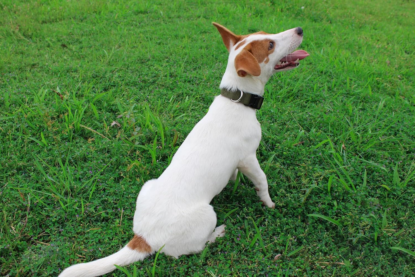 Mikivery Nylon Dog Collar with Quick Release Buckle Soft Adjustable Sturdy for Small Medium Large Dogs Military Green,M