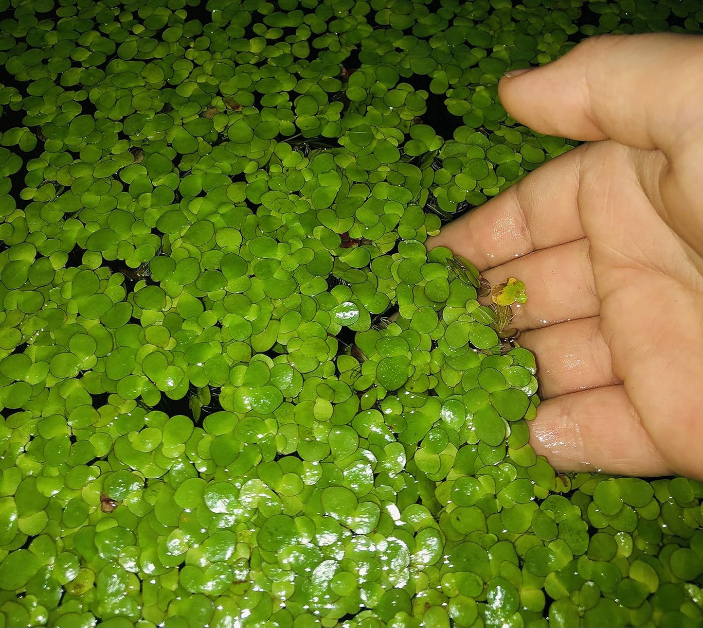 20+ Giant Duckweed (Spirodela polyrhiza) - Lush Live Floating Plant for Aquariums & Ponds - Eco-Friendly Water Purifier & Oxygenator - Easy-Care Aquatic Decor